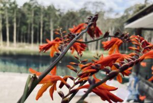 Red flowers