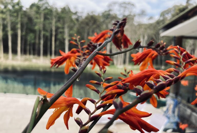 Red flowers